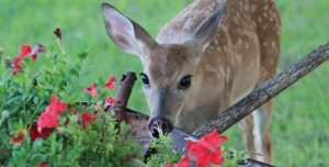 deer-control-midland-park-nj