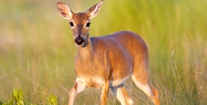 deer-control-north-nj