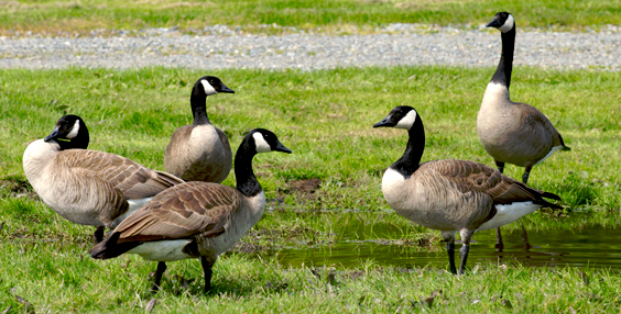 geese-control-north-nj