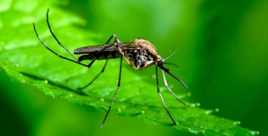 mosquito-control-north-nj