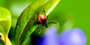 tick-control-north-nj