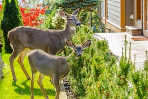 deer-control-morris-county-nj