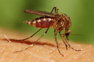 mosquito-control-morris-county-nj