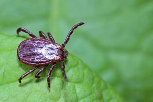 tick-control-morris-county-nj